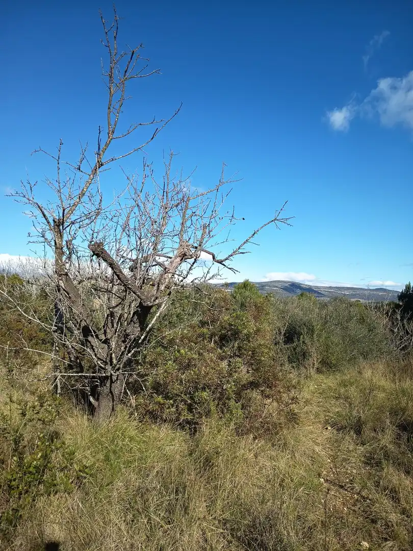 Finca rústica en venda en Ulldecona
