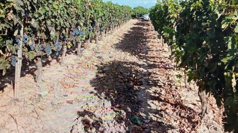 Finca Rustica en Entrena. 3600 metros, posibilidad de caseta de 20 metros., imatge 4