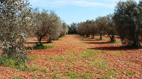 Foto 5 de Casa o xalet en venda a Binissalem, Illes Balears