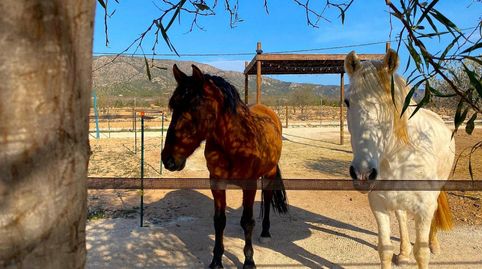 Foto 2 de Casa o chalet en venta en N/a, -1, El Pinós / Pinoso, Alicante
