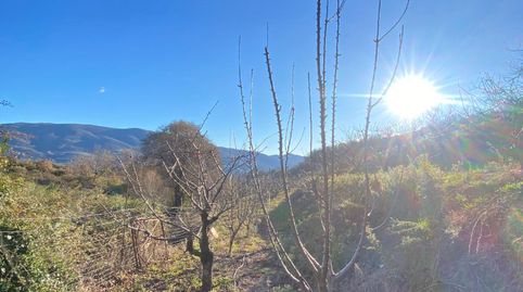 Finca de Cerezos Tempranos en El Torno (5.500 m²) – Alta Rentabilidad y Crecimiento, immagine 3