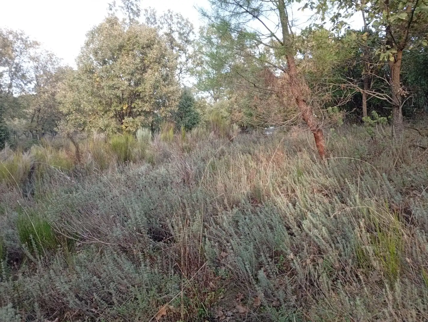 Terreni e lotti in vendita a Villanueva de la Vera, imagen 48