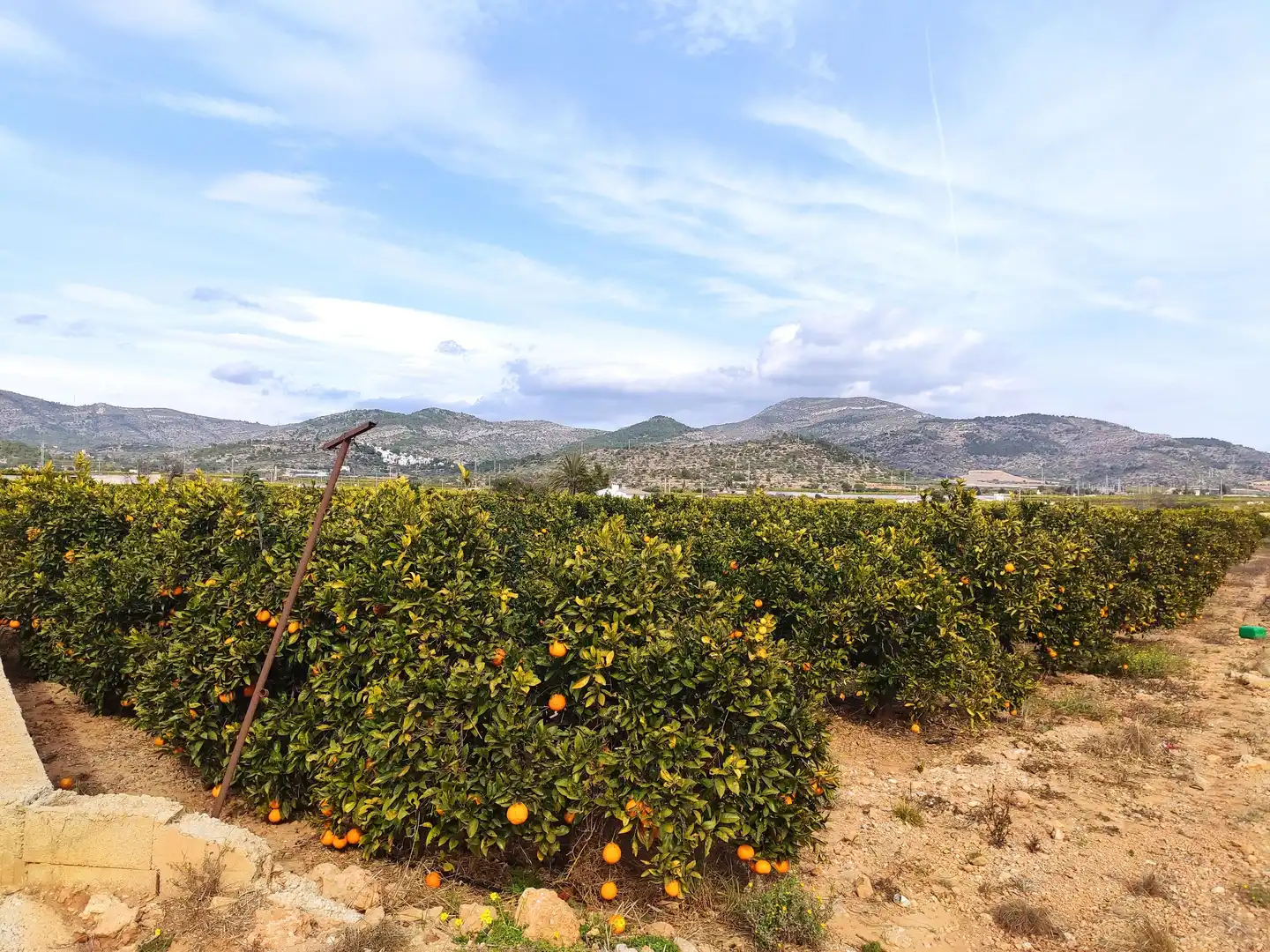 Rural land for sale in Alcanar, imagen 14