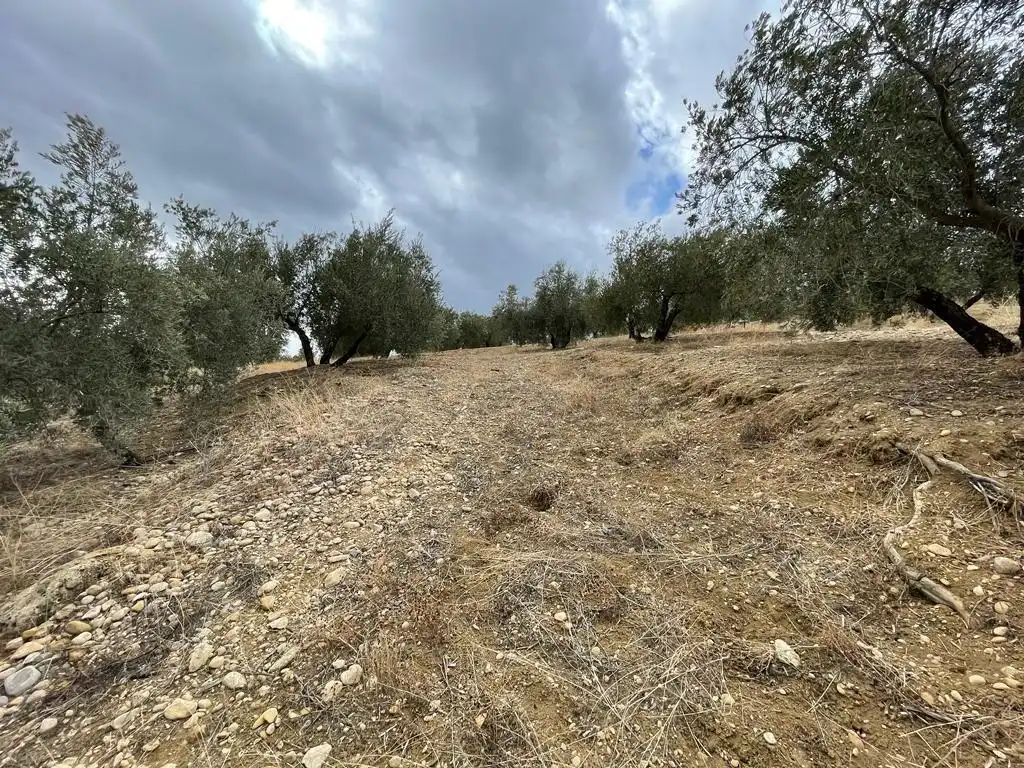 Land for sale in San Ildefonso - Catedral
