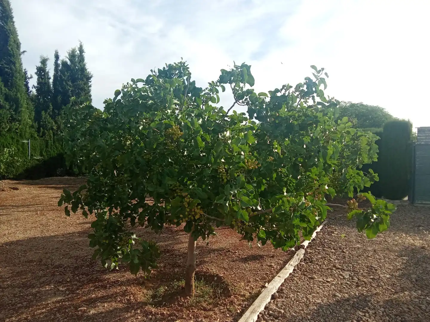 Jardín de Terreno en venta en Ciudad Real