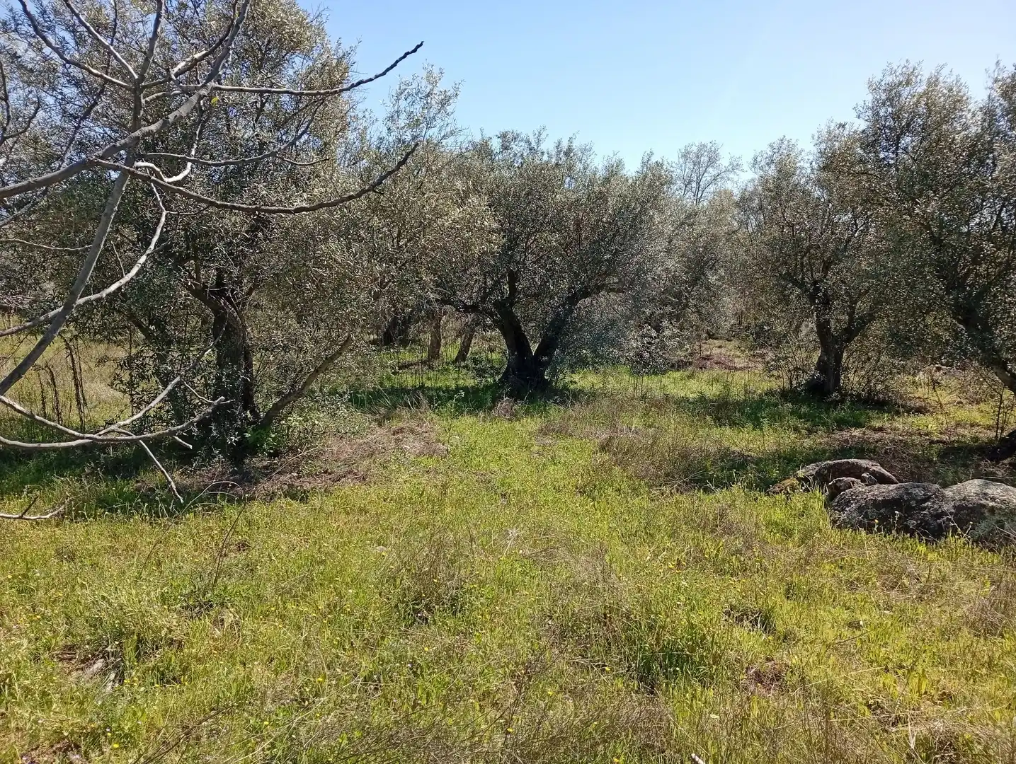 Terreni e lotti in vendita a Valverde de la Vera, imagen 20