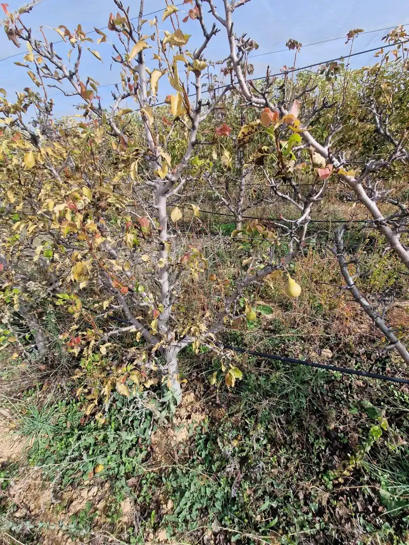 Maison rustique avec jardin à vendre à Cogollos de la Vega, imagen 31