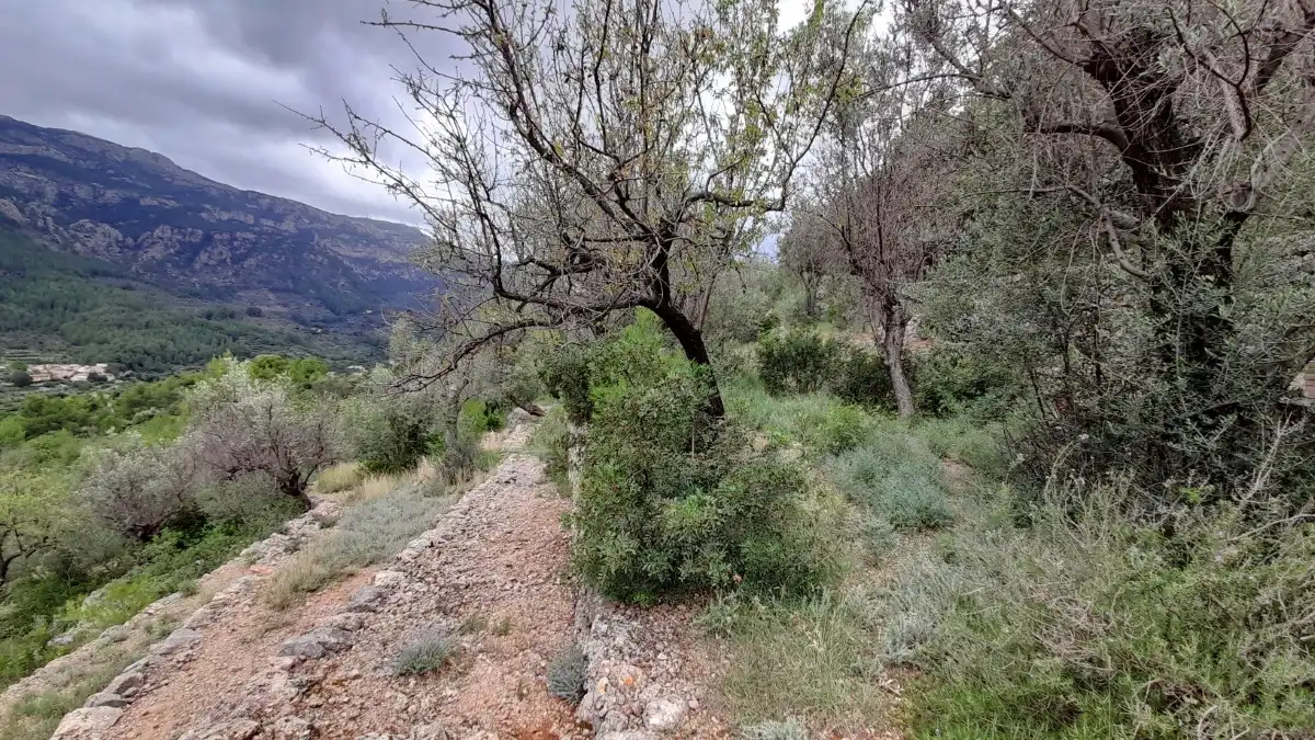Terreny rústic en venda a Fornalutx, imagen 10