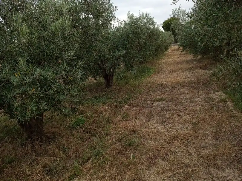 Terreno en venta en Lorca