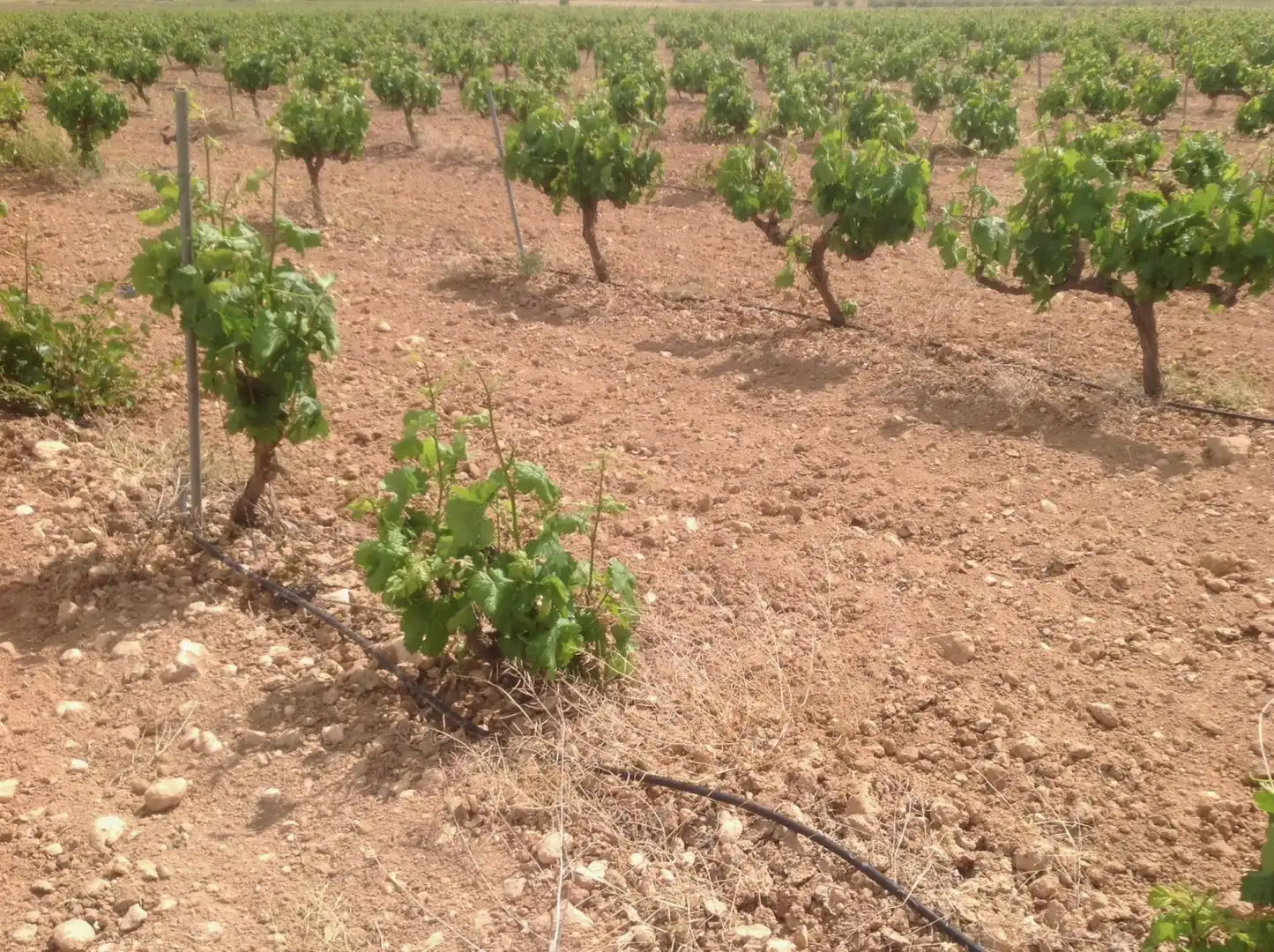Residential zum Verkauf in Jumilla