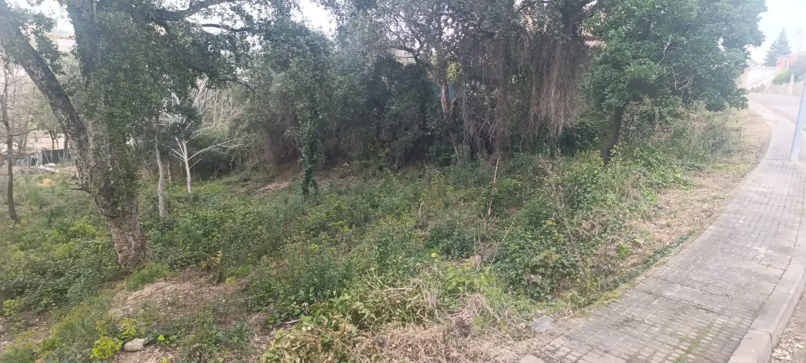 Terreno residencial en venta en Riudarenes, imagen 6