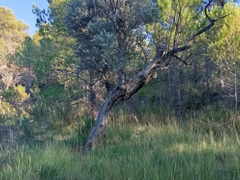 Terreno en venta en Torre de Arcas