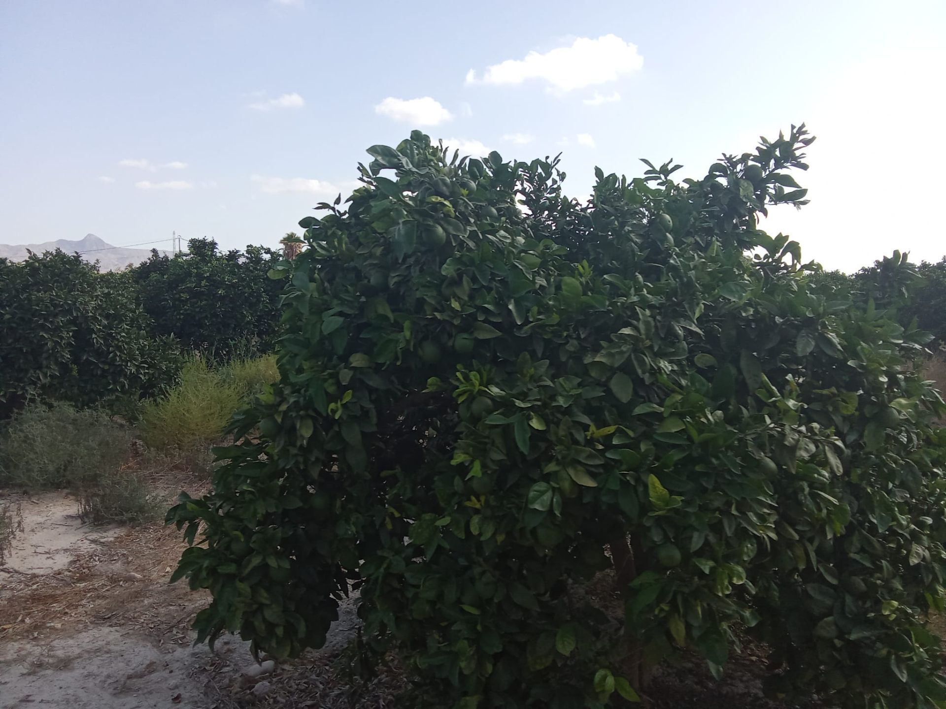 Land for sale in Benferri