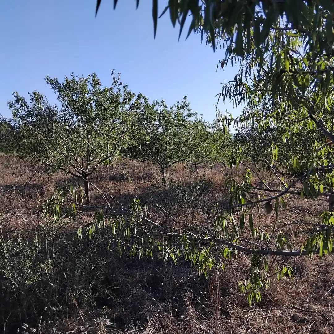 Rural land for sale in Platja de Mont-roig, imagen 4