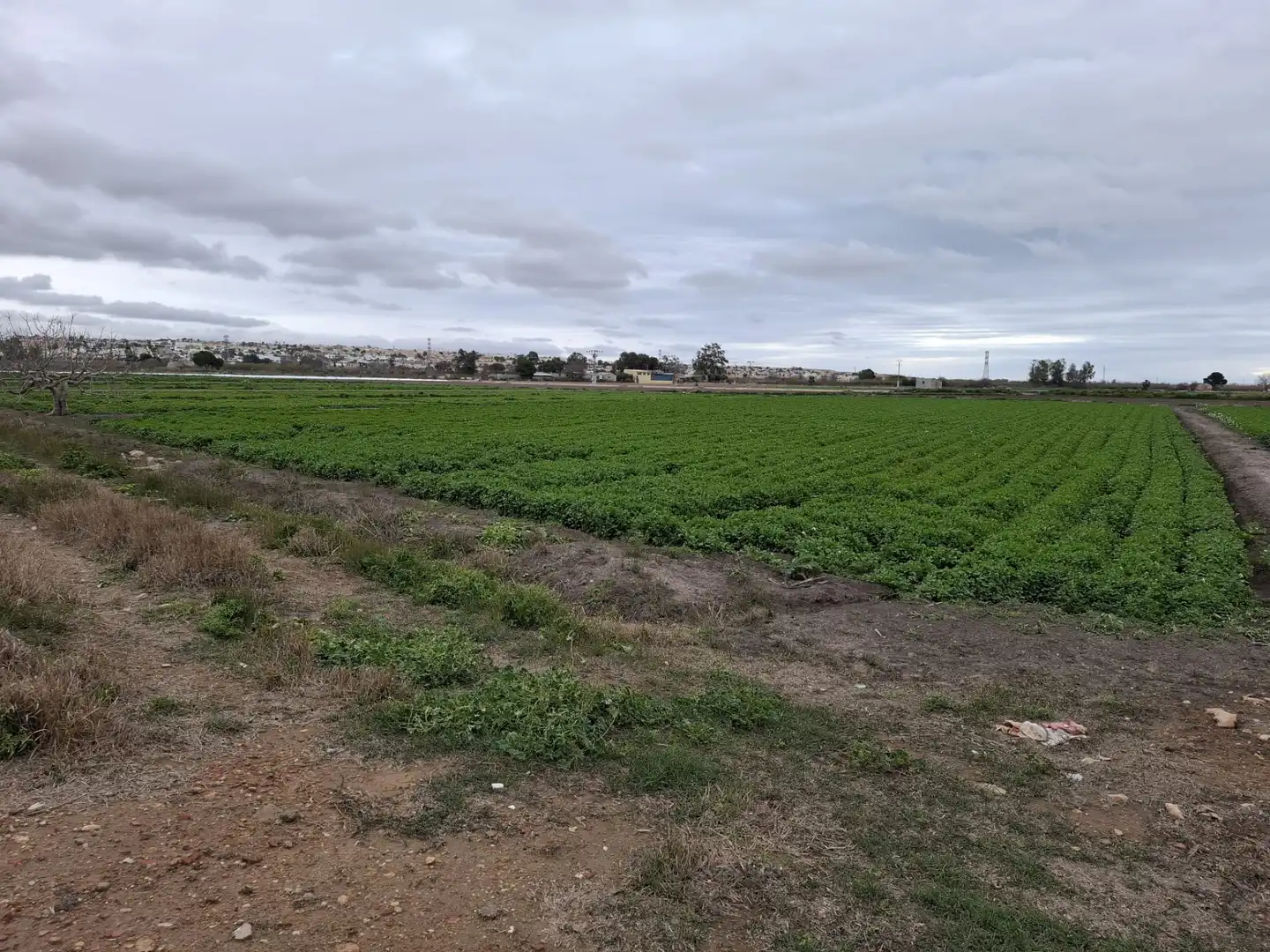 Terreno rustico in vendita a Partida lo Pedreño, imagen 2