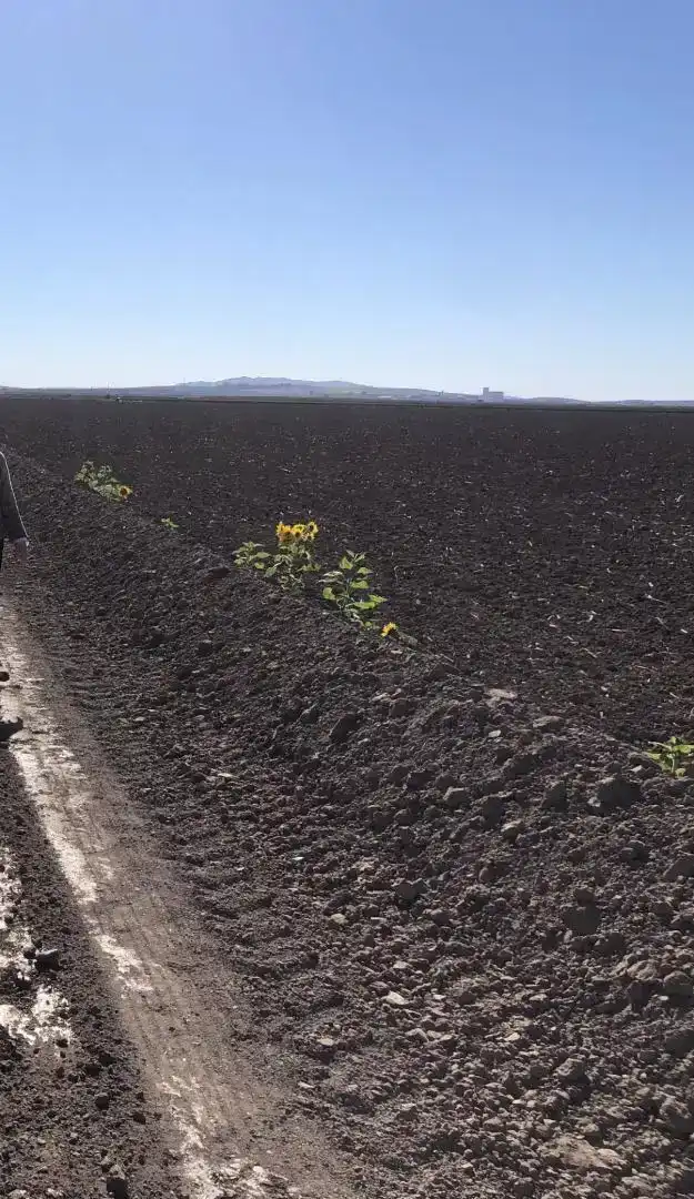 Finca rústica en venda en Las Cabezas de San Juan, Sevilla