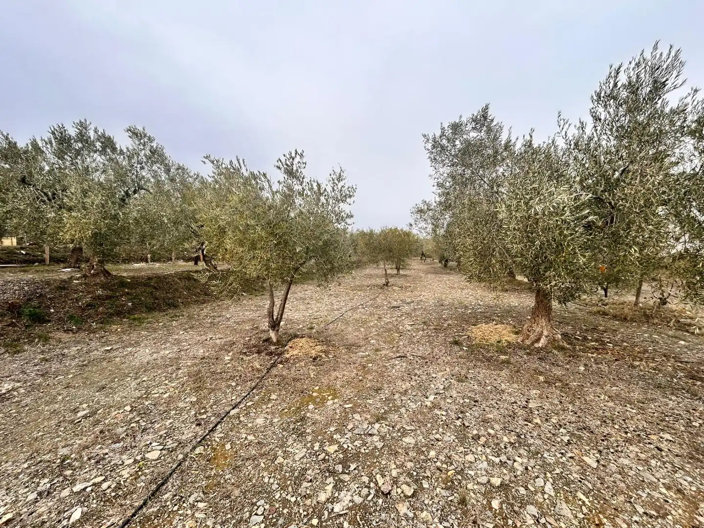 Finca rústica en venda en Abrucena