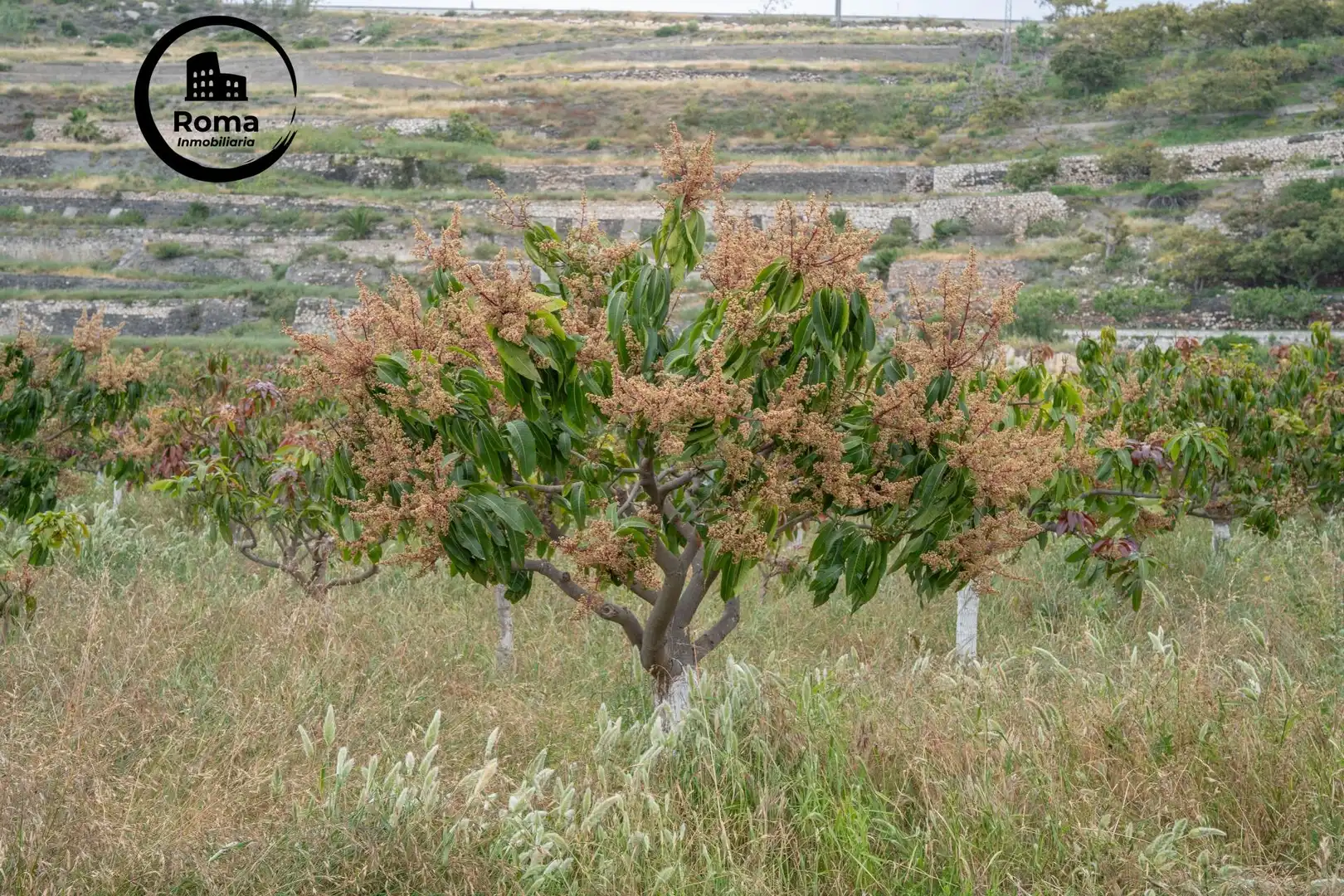 Terreni e lotti in vendita a CARRETERA MALAGA (CAL) 74, imagen 18