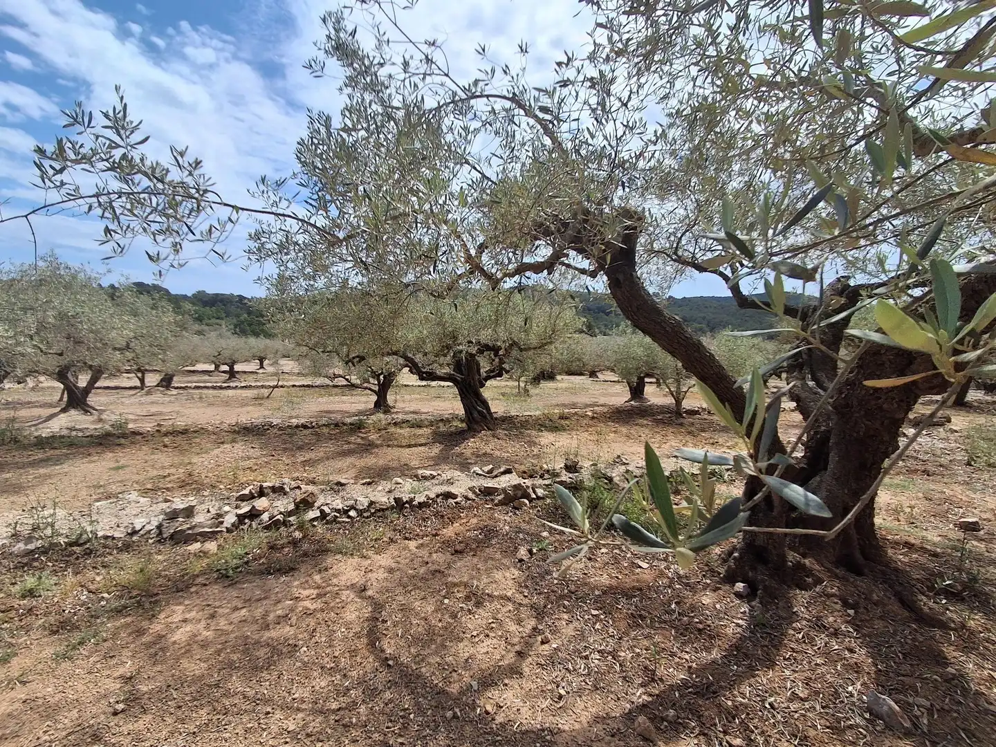 Terreno rustico in vendita a El Perelló, imagen 63