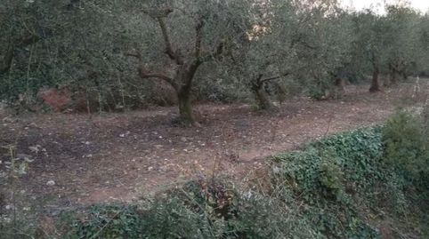 Terreno rústico en venta , imatge 5