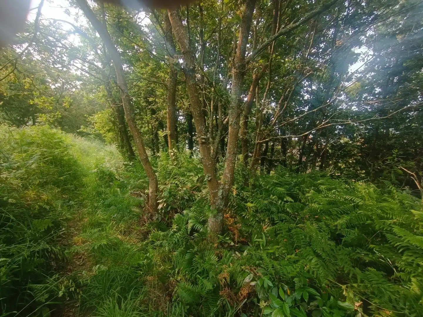 Rural land for sale in Camino SAN XURXO-SAIANS 20, imagen 17