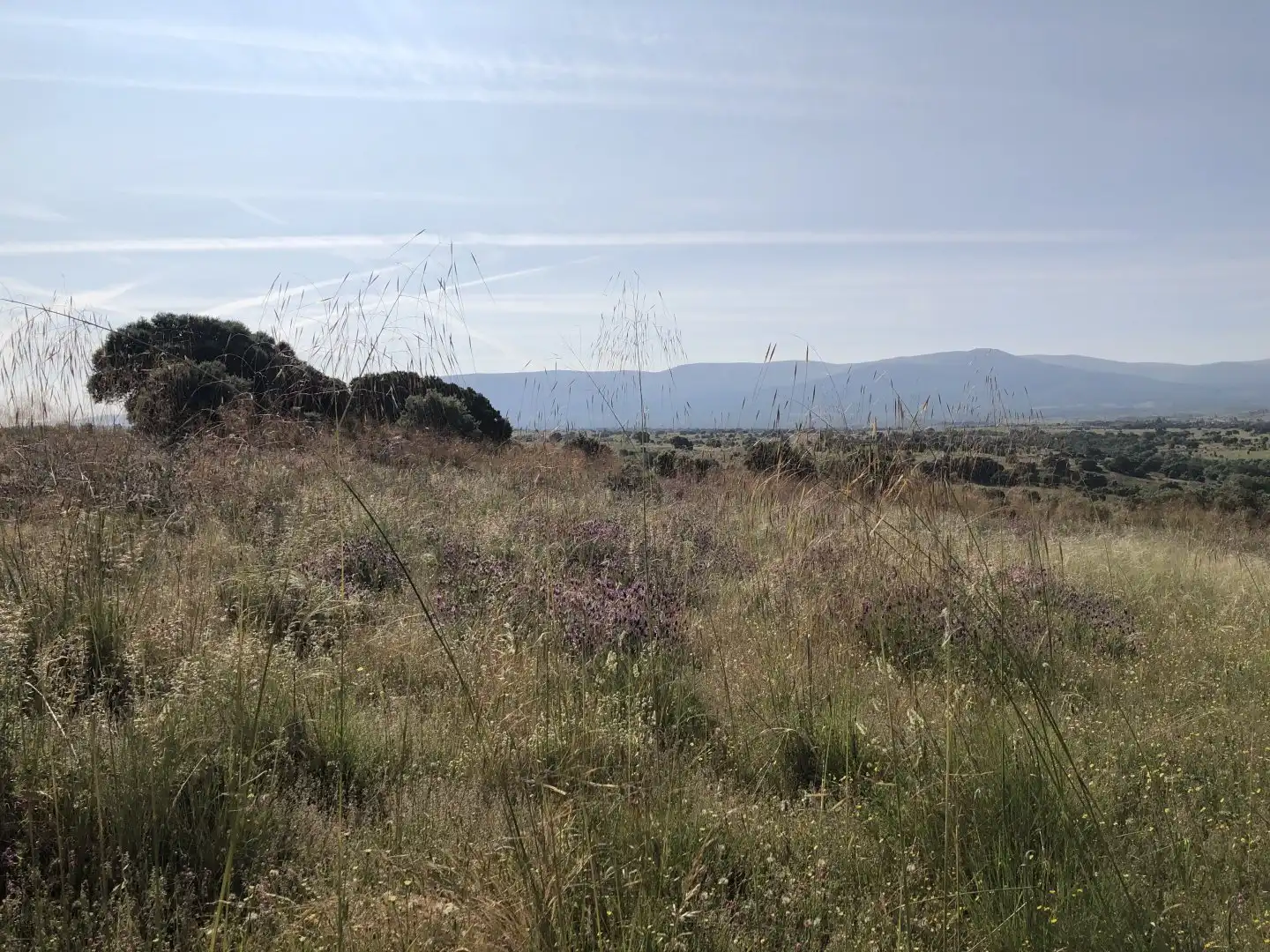 Terreni e lotti in vendita a Pelayos del Arroyo, imagen 10