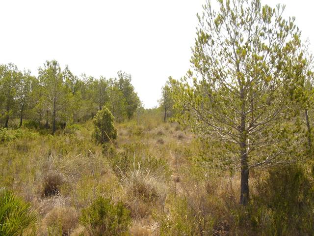 Terreno en Venta en Avenida Museo, 190 en Sant Jordi d'Alfama