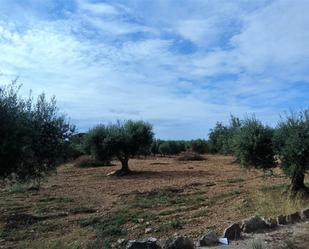 Land for sale in Alió