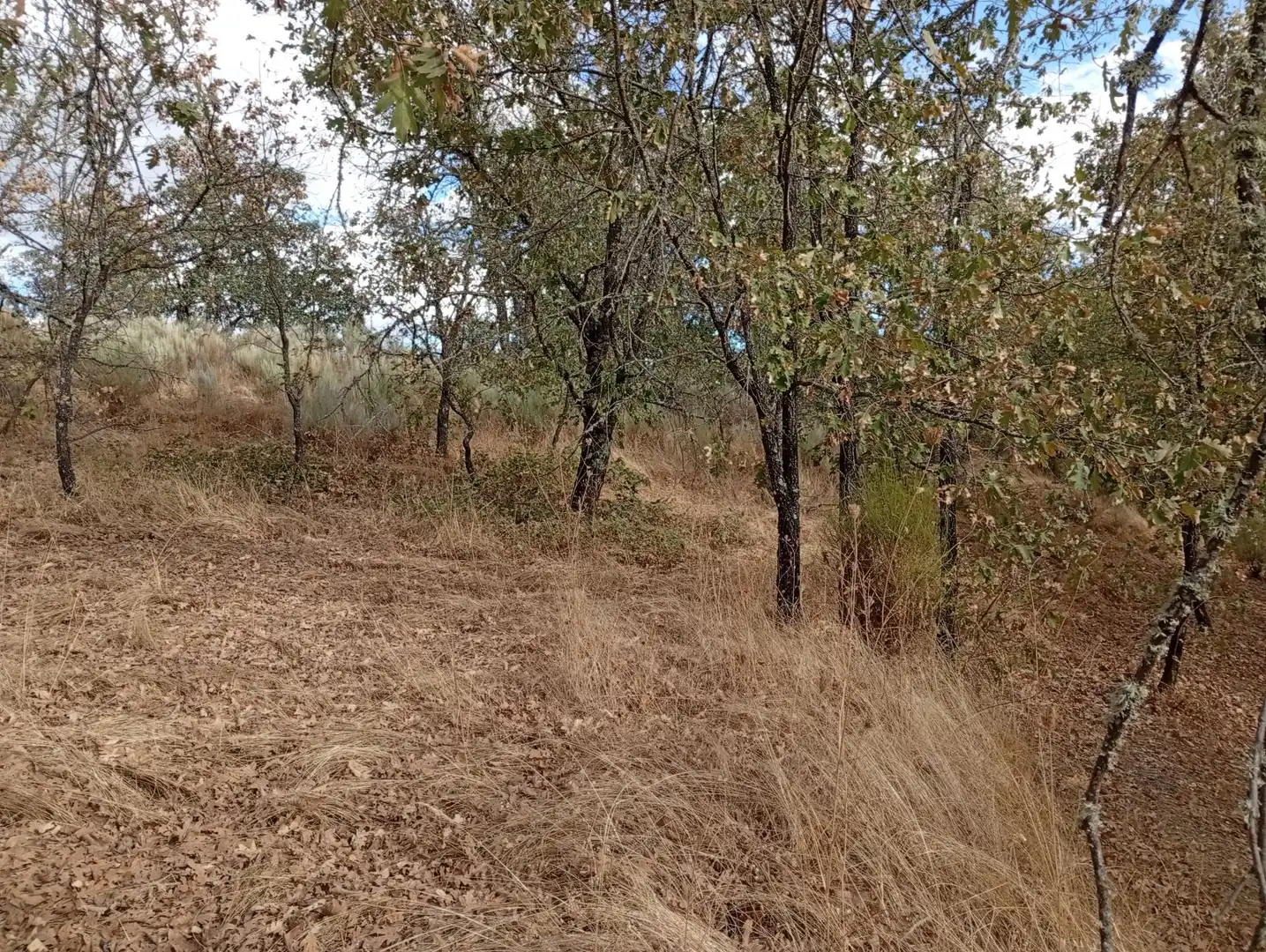 Terreni e lotti in vendita a Villanueva de la Vera, imagen 23