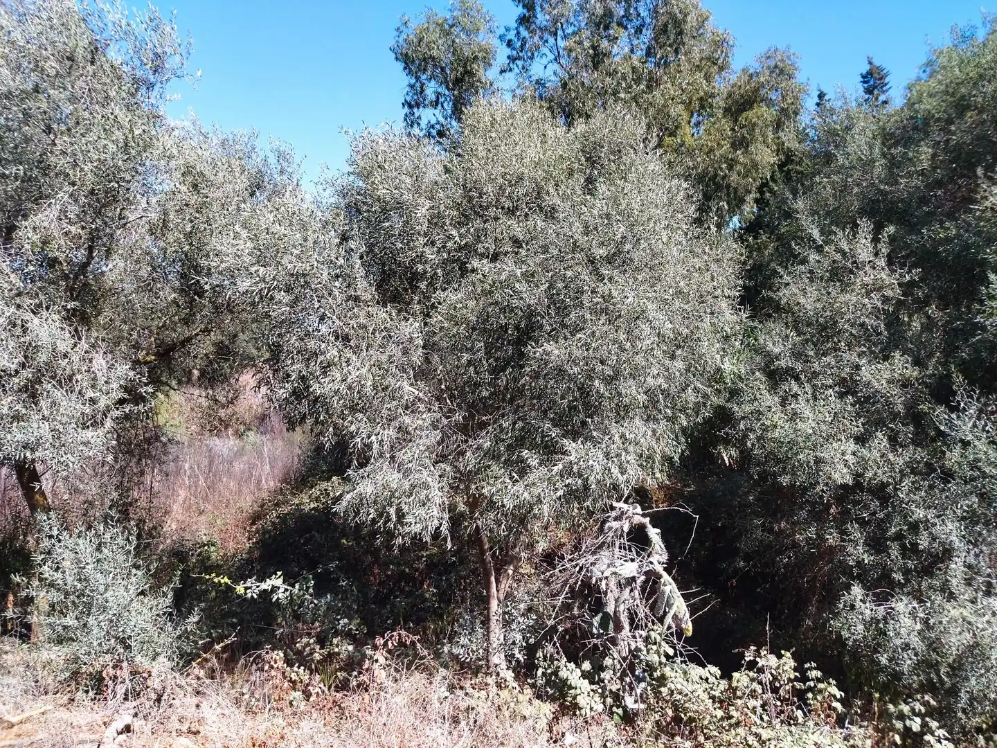 Jardín de Terreno en venta en Vejer de la Frontera