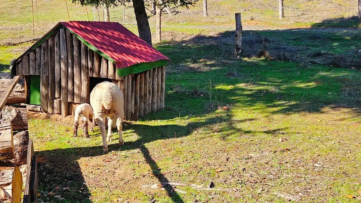 Jardín de Casa o chalet en venta en Cortelazor con Jardín privado, Terraza y Trastero