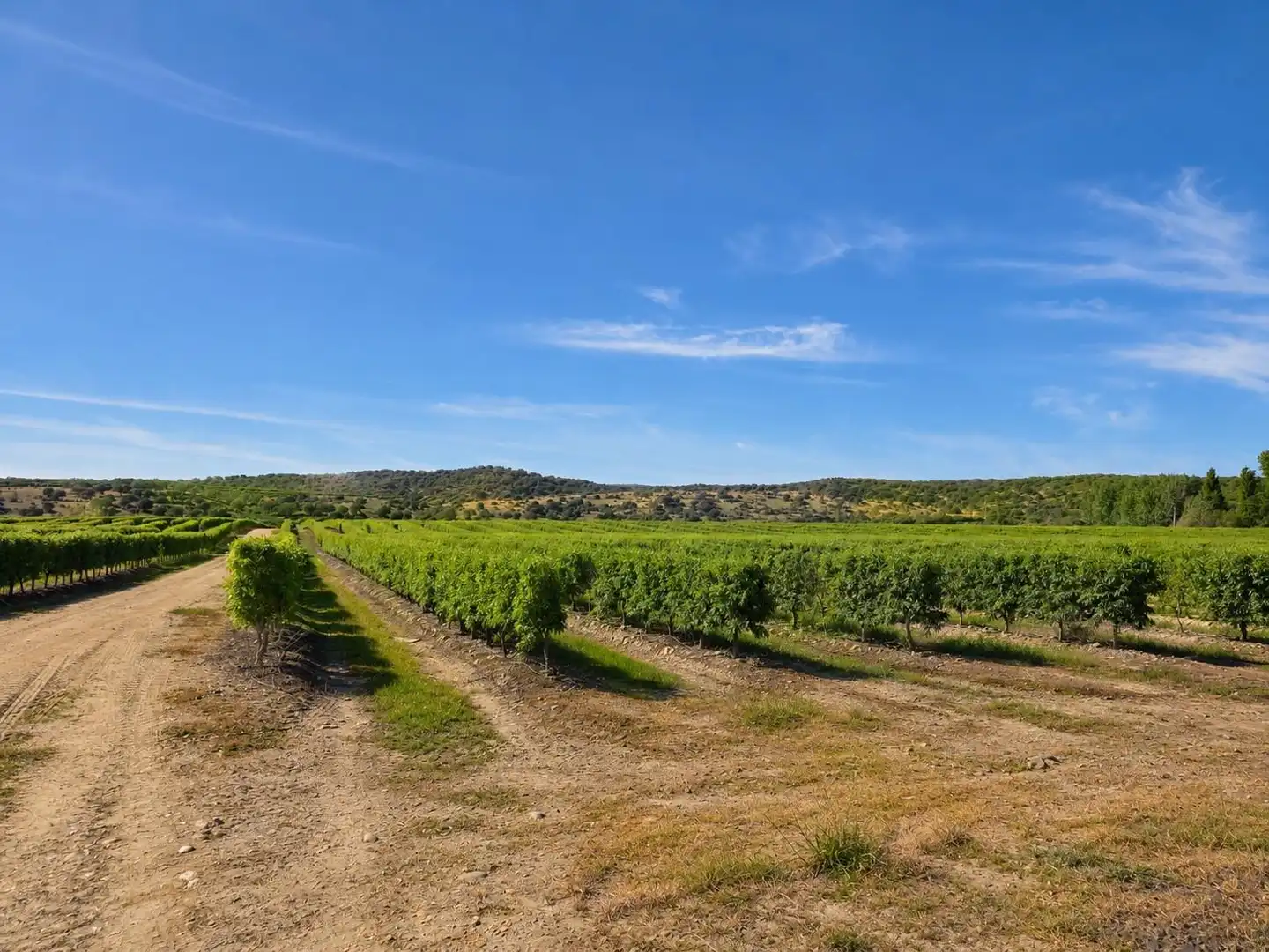 Land for sale in Torrejoncillo