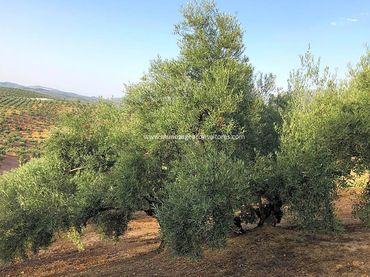 Terreni e lotti in vendita a Carretera Santuario