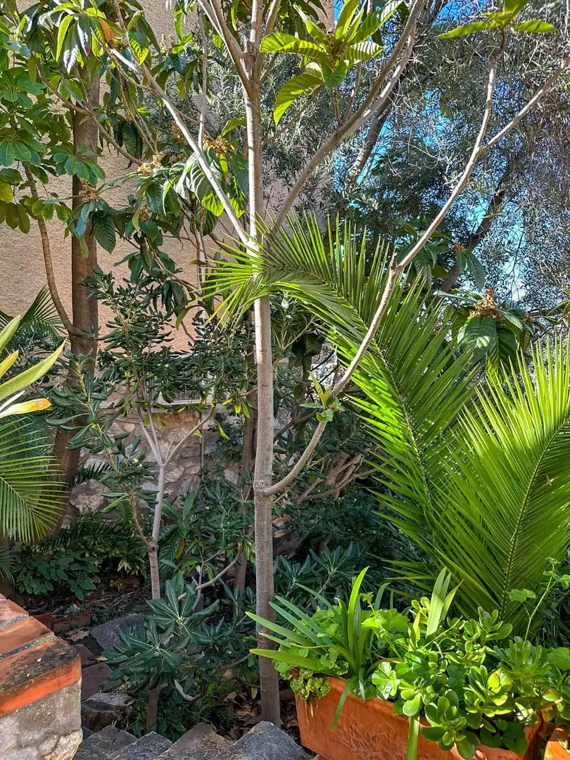 Jardín de Casa o chalet en venta en Almuñécar con Aire acondicionado, Calefacción y Terraza