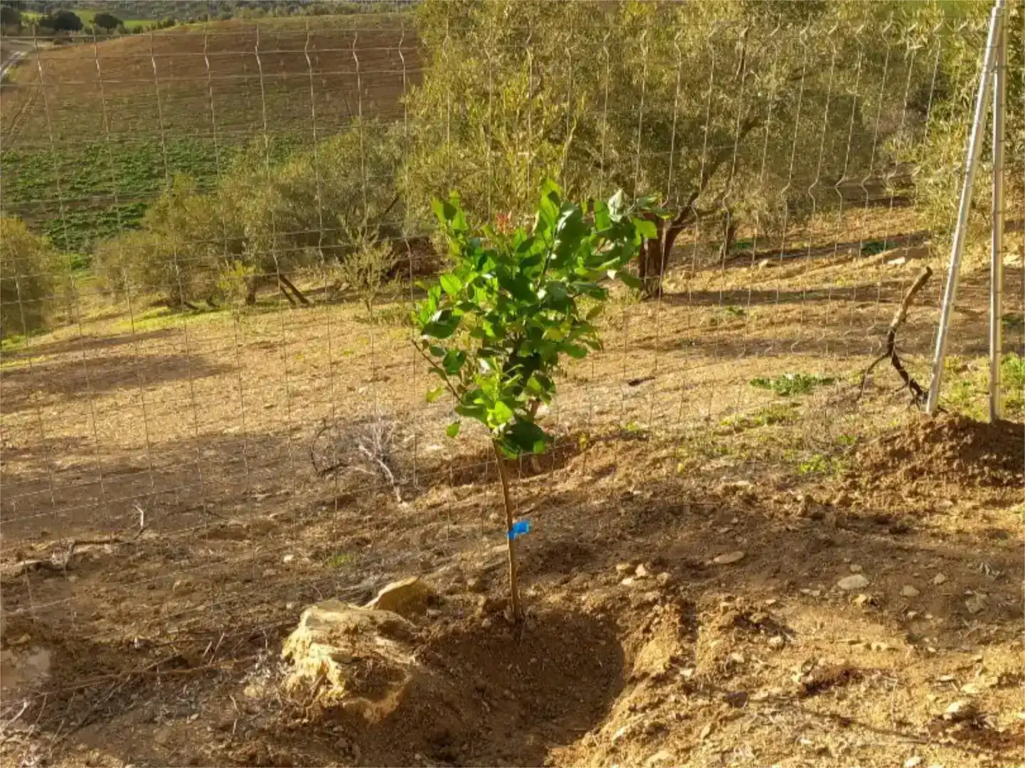 Jardí de Pis en venda en Almogía, Málaga