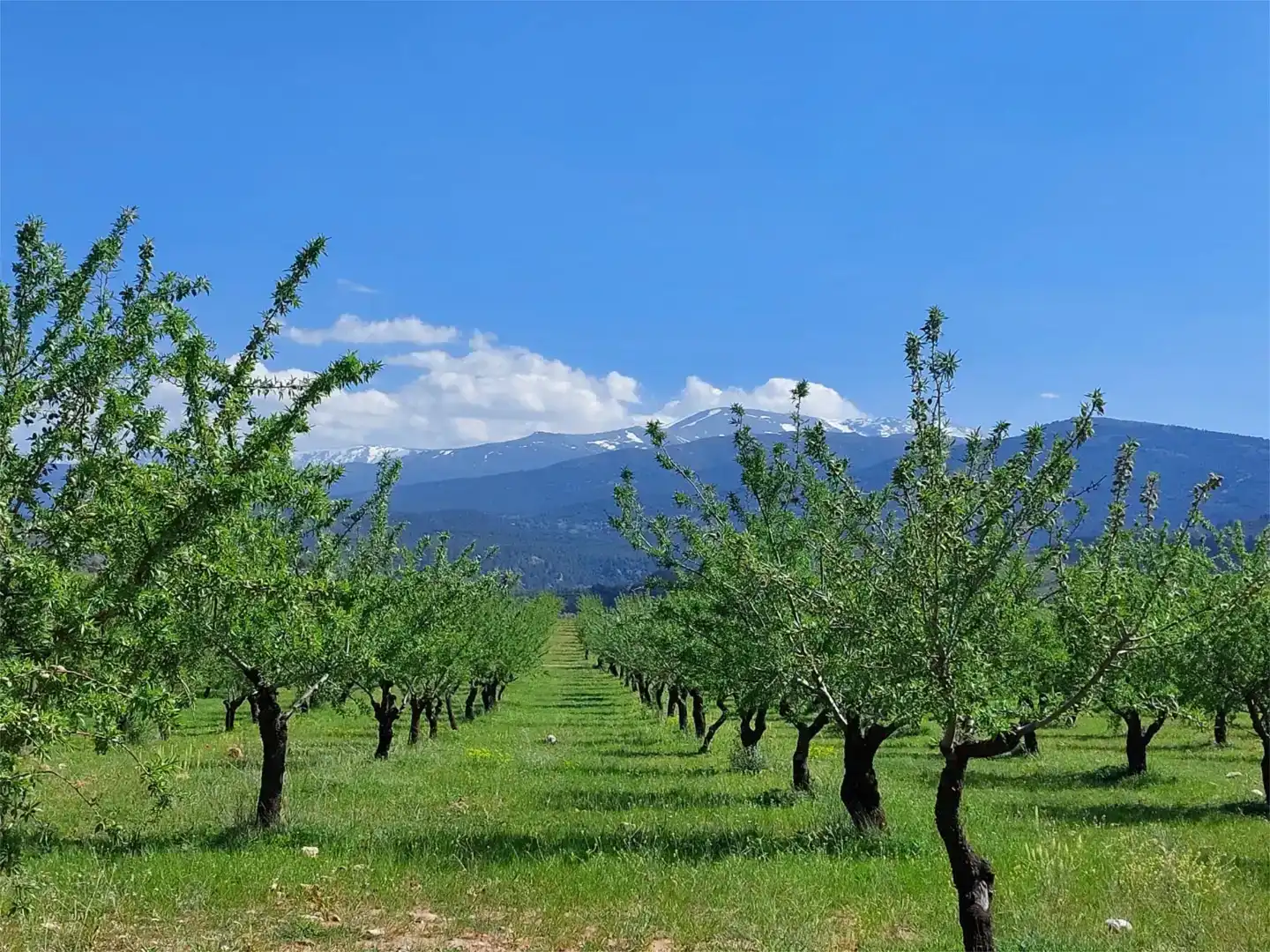 Vista exterior de Finca rústica en venda en La Peza