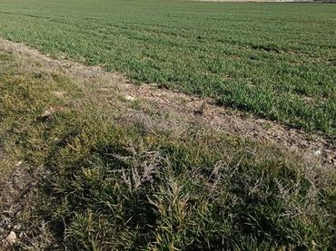 Terrenos y solares en venta en Villacañas