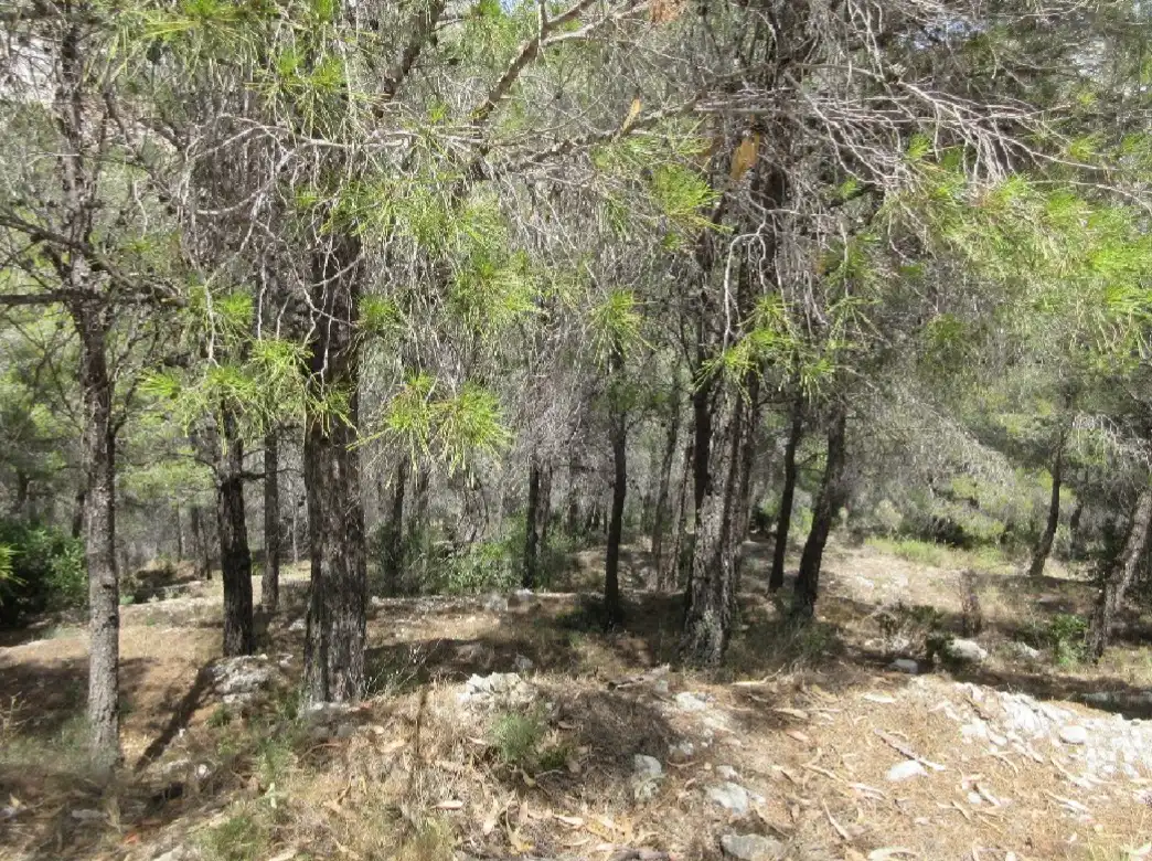 Wohnbaugrundstück zum Verkauf in PRINCIPAL DE LA SIERRA, 113B, imagen 5