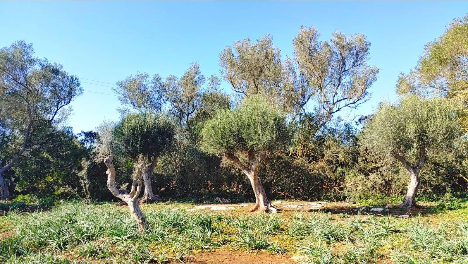 Terrenys i solars en venda a Felanitx Poble, imagen 3