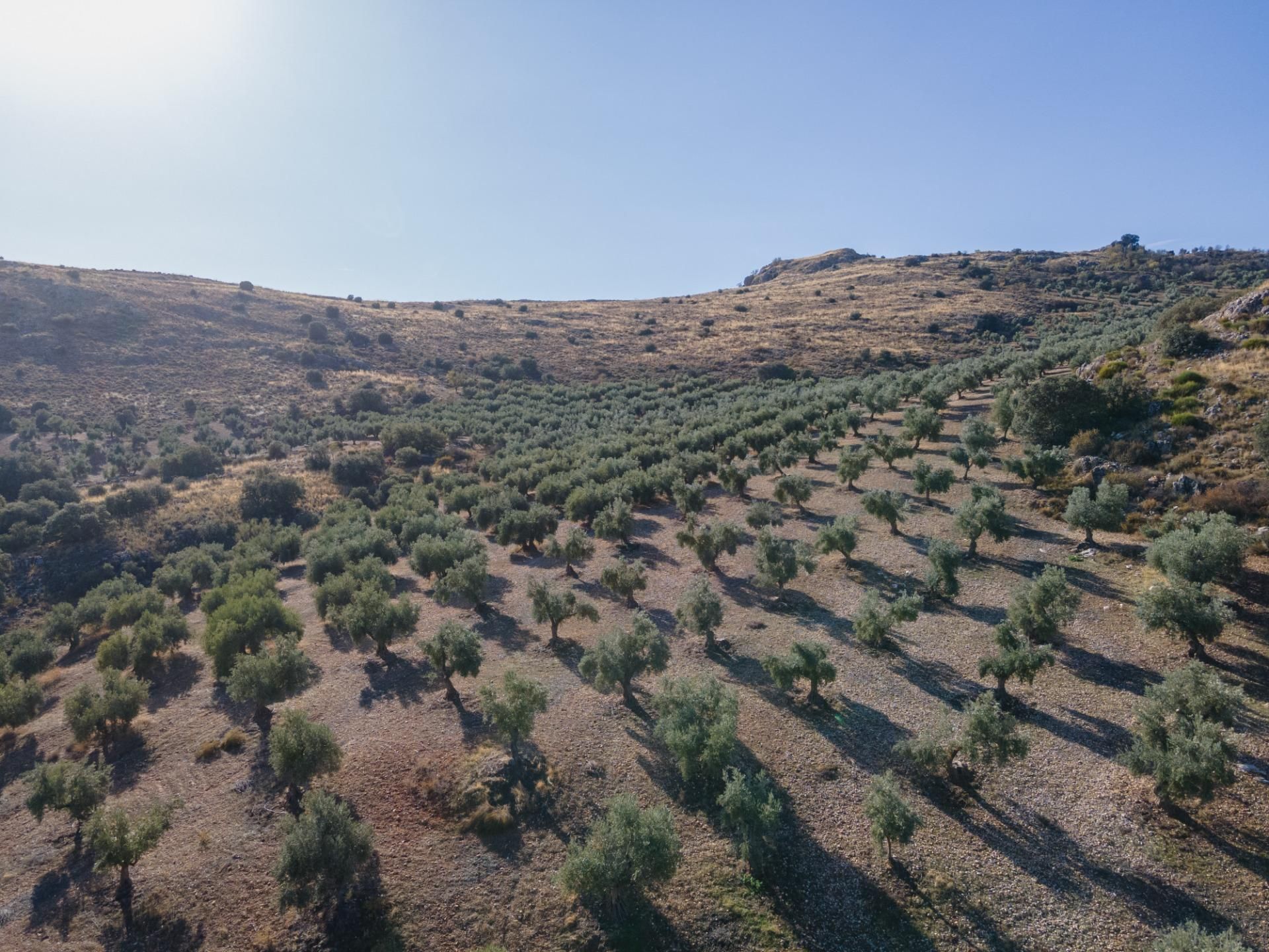 Land for sale in La Peza