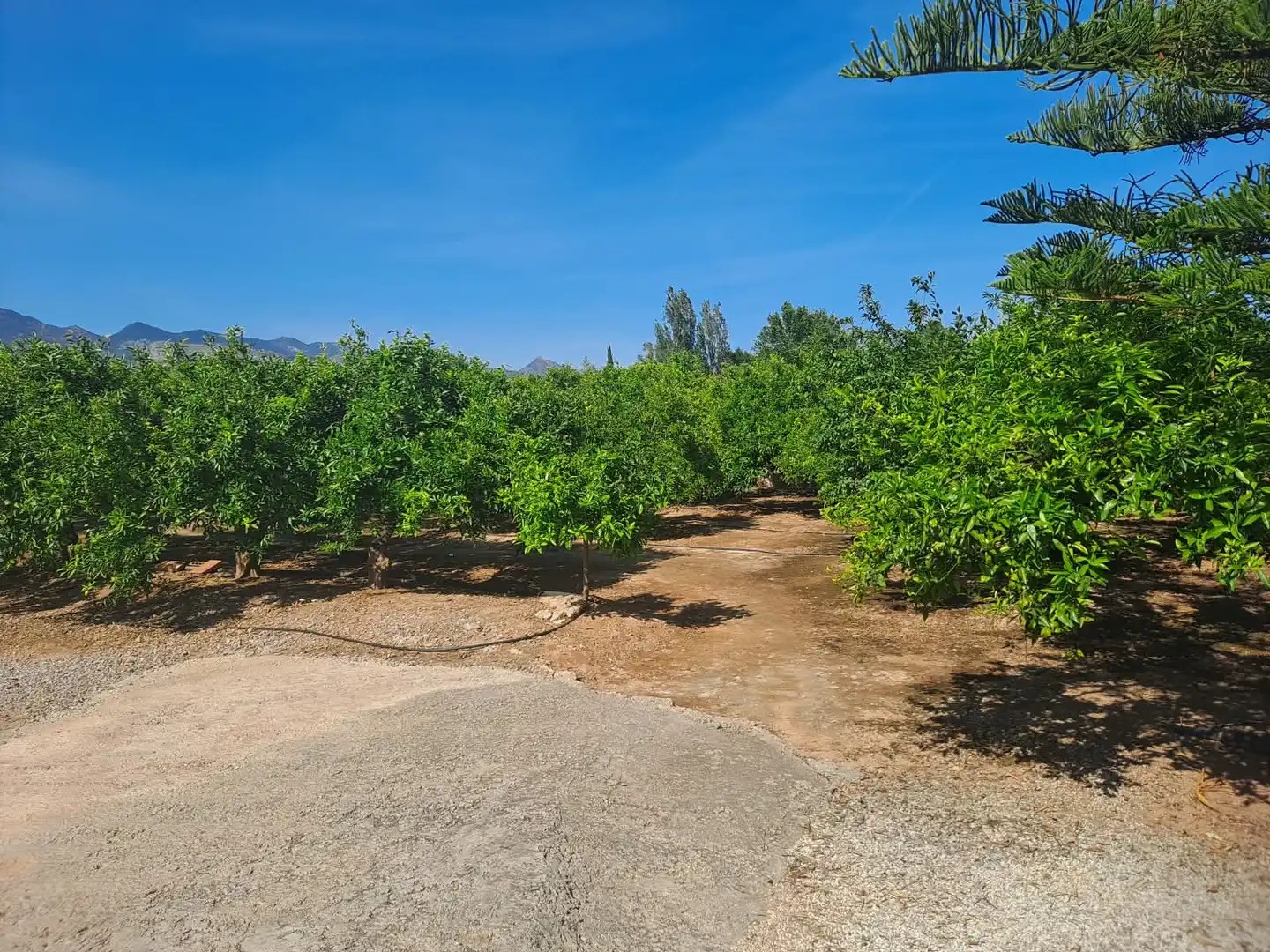 Casa rústica amb jardí en venda a El Grao, imagen 4