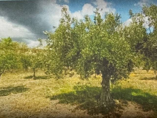 Terreno en Venta en Calle Zarzales, 16 en Senés