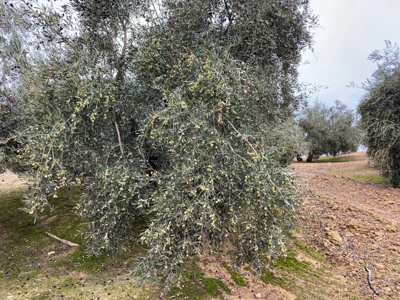 Casa rustica in vendita a Huétor Tájar, imagen 28
