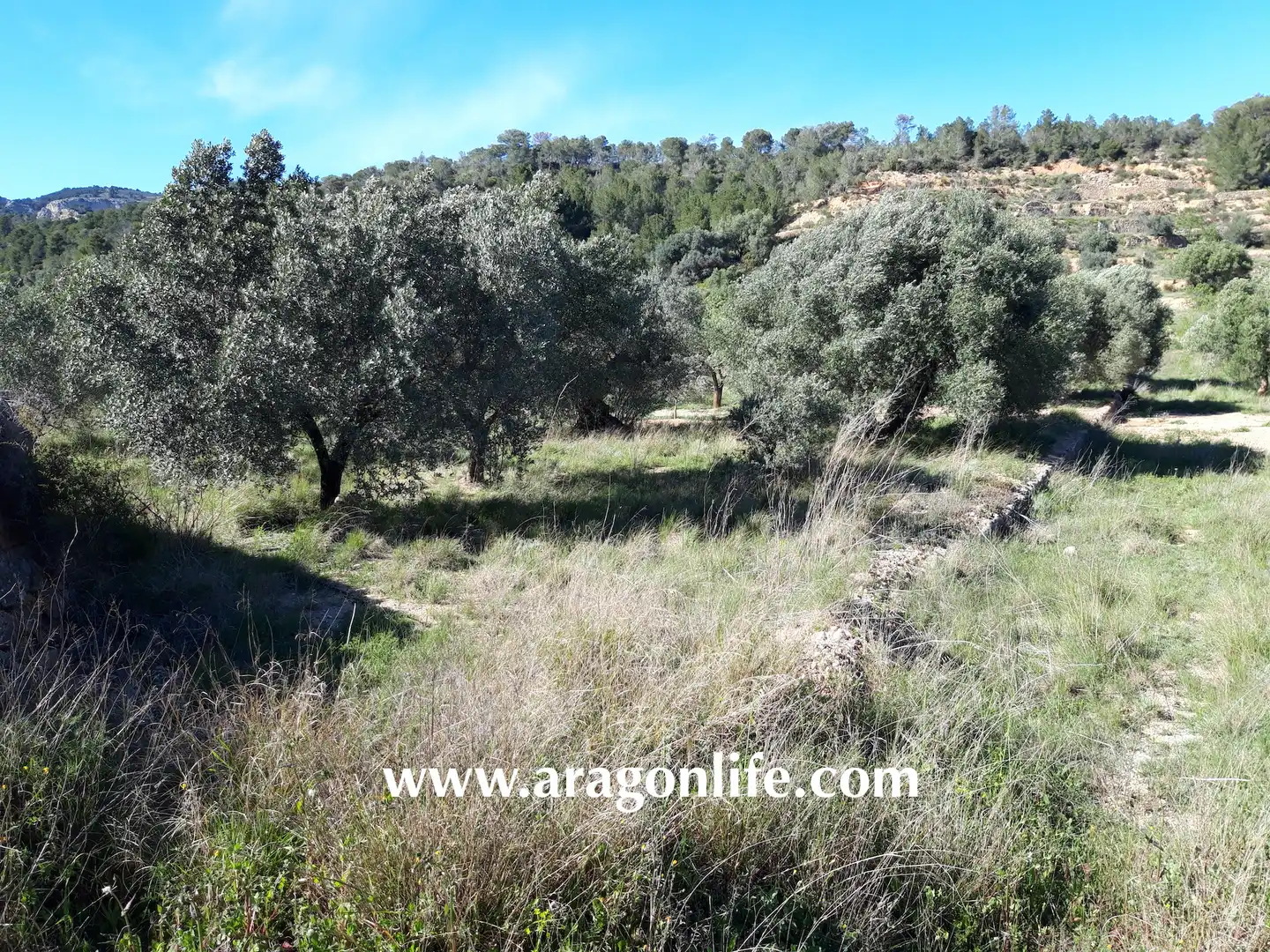 Country homes for sale in El Pinell de Brai