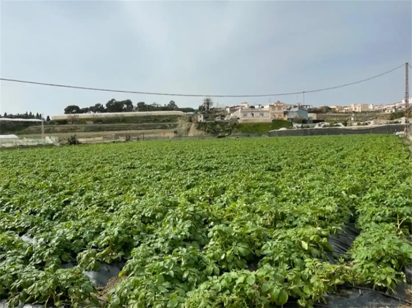 Finca rústica en venda en Algarrobo