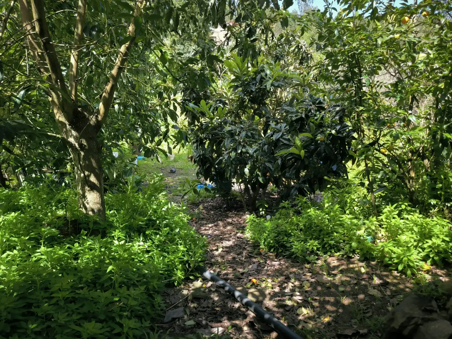 Jardín de Finca rústica en venta en Moya (Las Palmas)