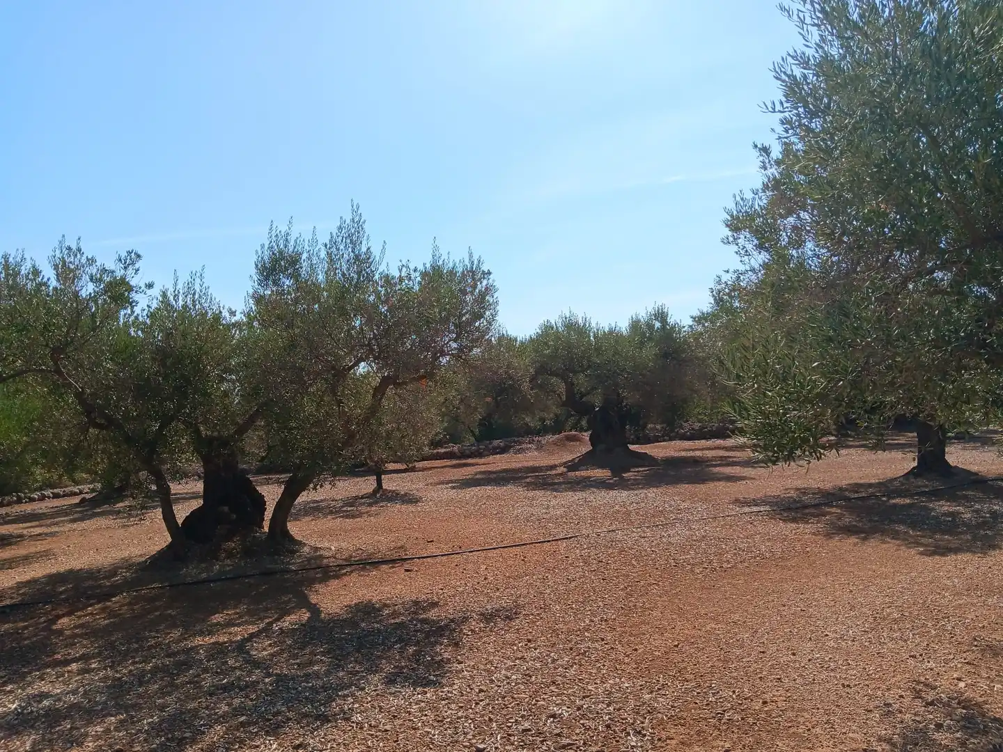 Lands and plots for sale in Roquetes, imagen 24