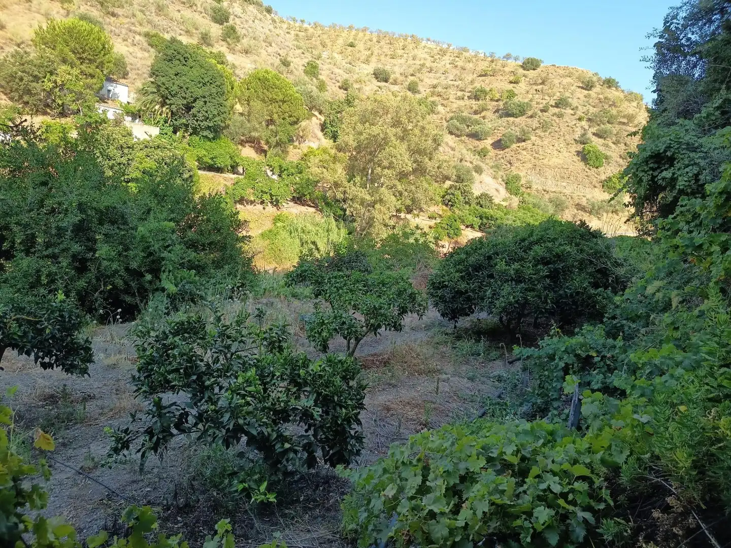 Terrenys i solars en venda a Canillas de Aceituno, imagen 37