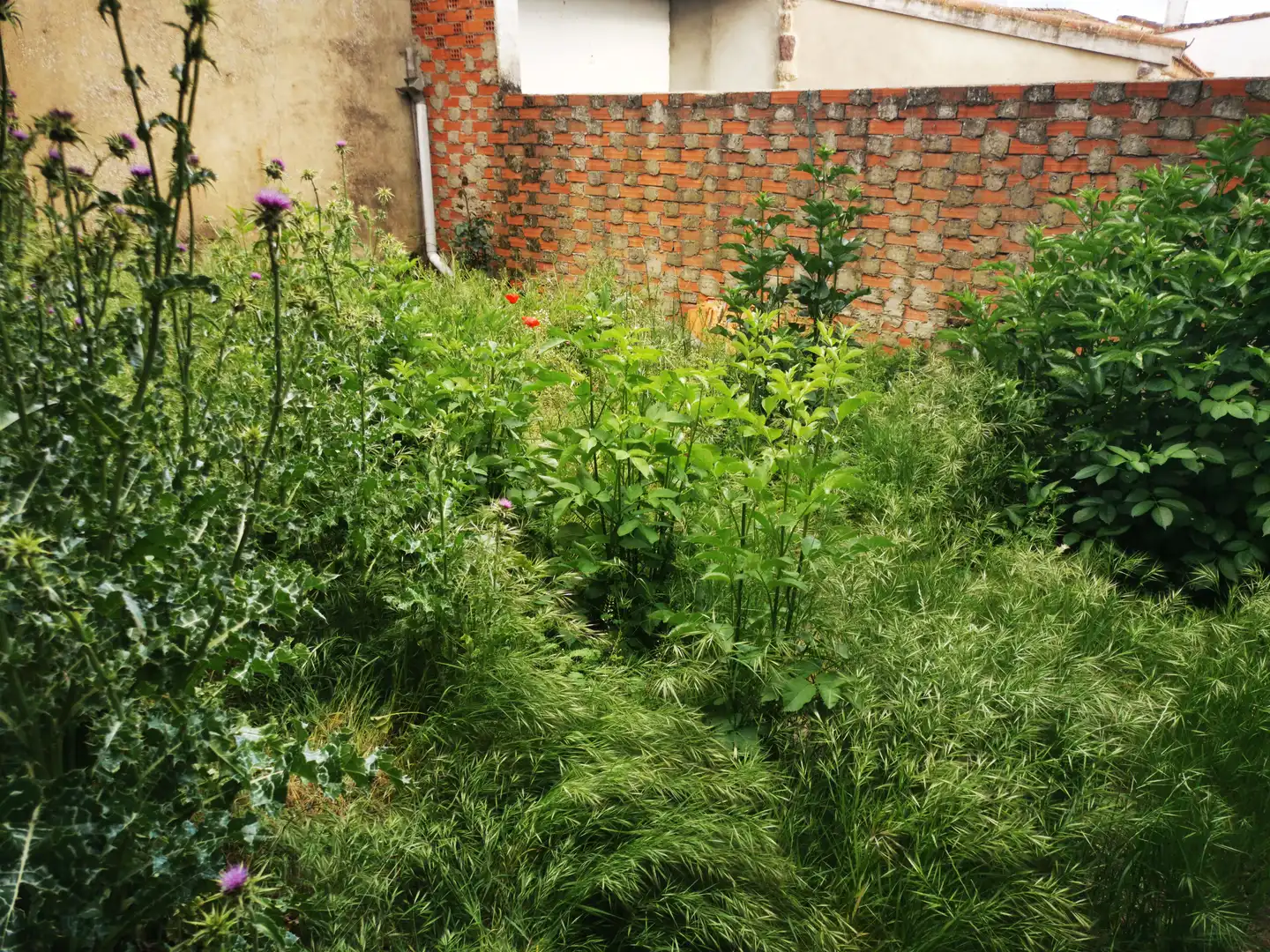 Jardí de Casa o xalet en venda en Negrilla de Palencia