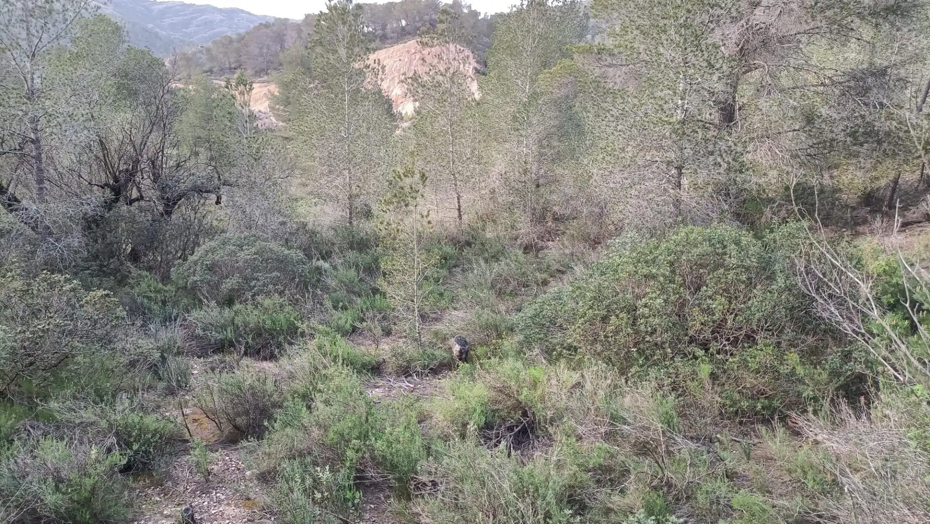 Terreno rustico in vendita a Móra d'Ebre, imagen 4
